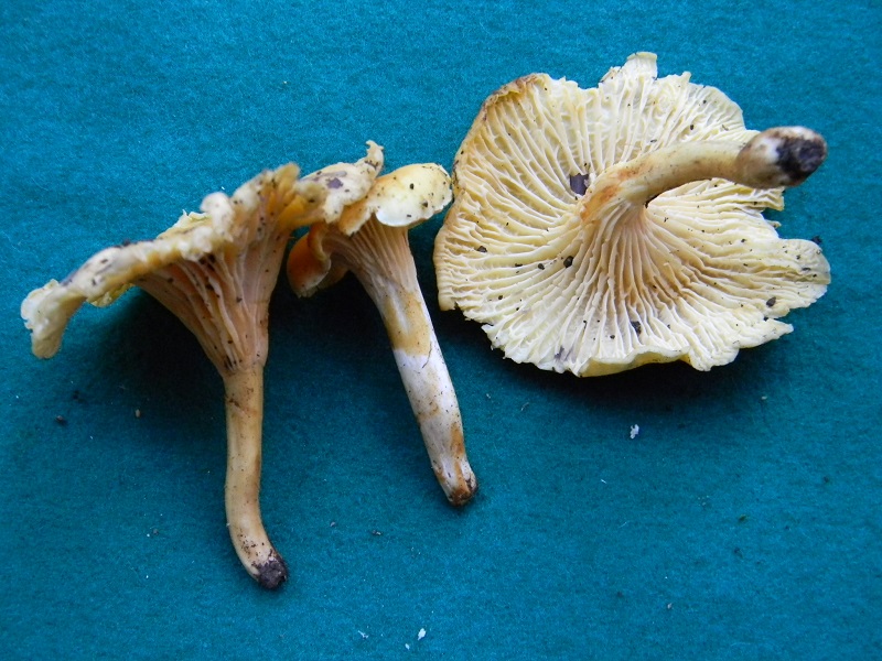 5) Fotogr.il 12.11.2016.sotto Quercia