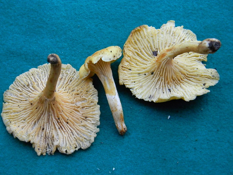 5) Fotogr.il 12.11.2016.sotto Quercia