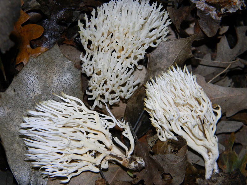 1)Fotogr.il 15.11.2016.sotto Quercia