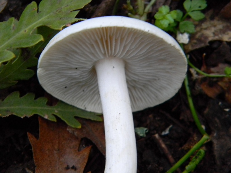 2)Fotogr.il 15.11.2016.sotto Quercia