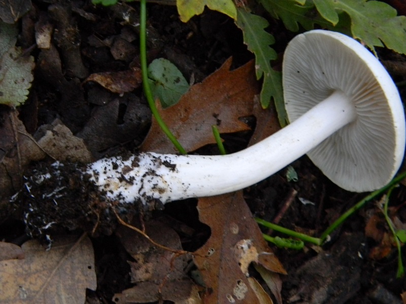 2)Fotogr.il 15.11.2016.sotto Quercia