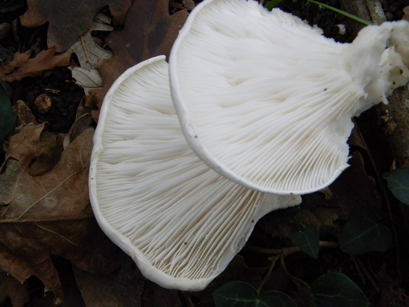 4)Fotogr.il 15.11.2016.sotto Quercia lignicolo