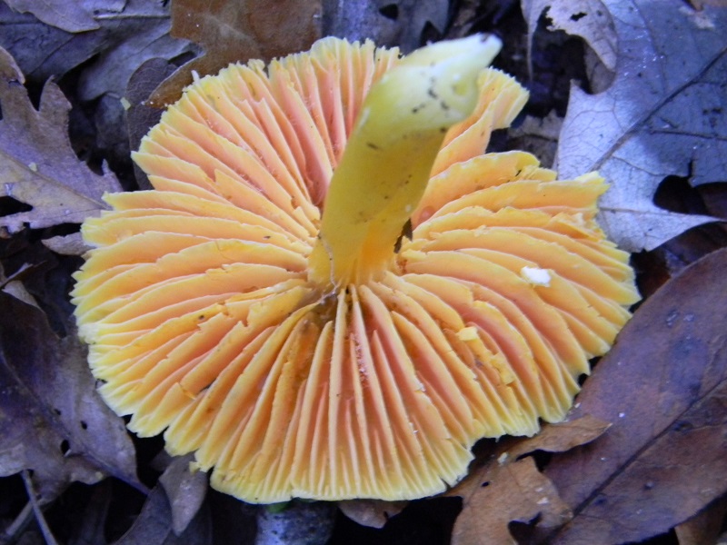 6)Fotogr.il 15.11.2016 Sotto Quercia