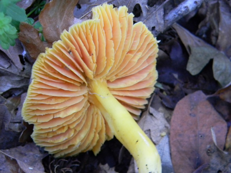 6)Fotogr.il 15.11.2016 Sotto Quercia