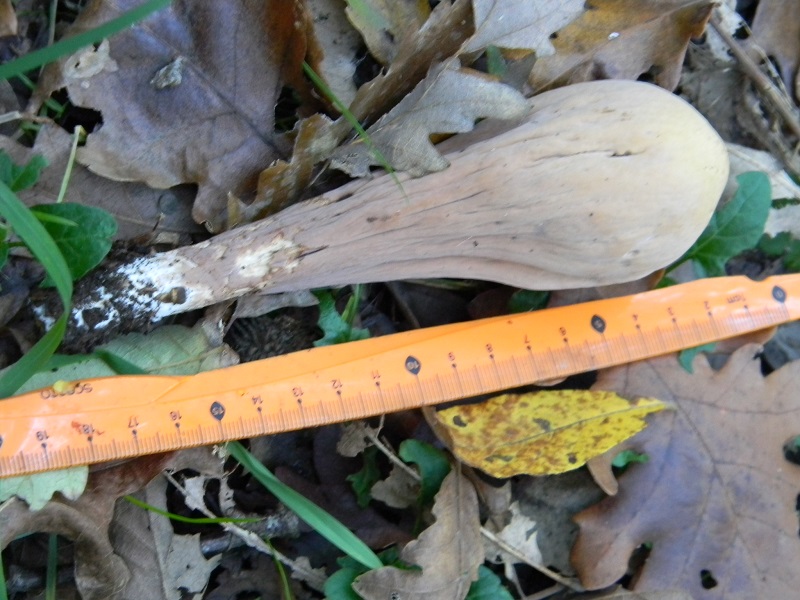 3)Fotogr.il 15.11.2016.sotto Quercia