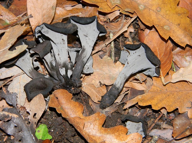 5)Fotogr.il 15.11.2016.sotto Quercia