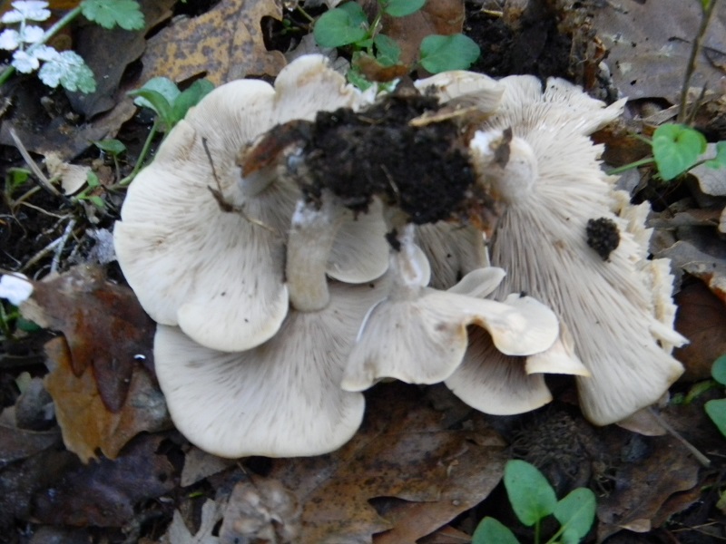 7)Fotogr.il.15.11.2016.sotto Quercia