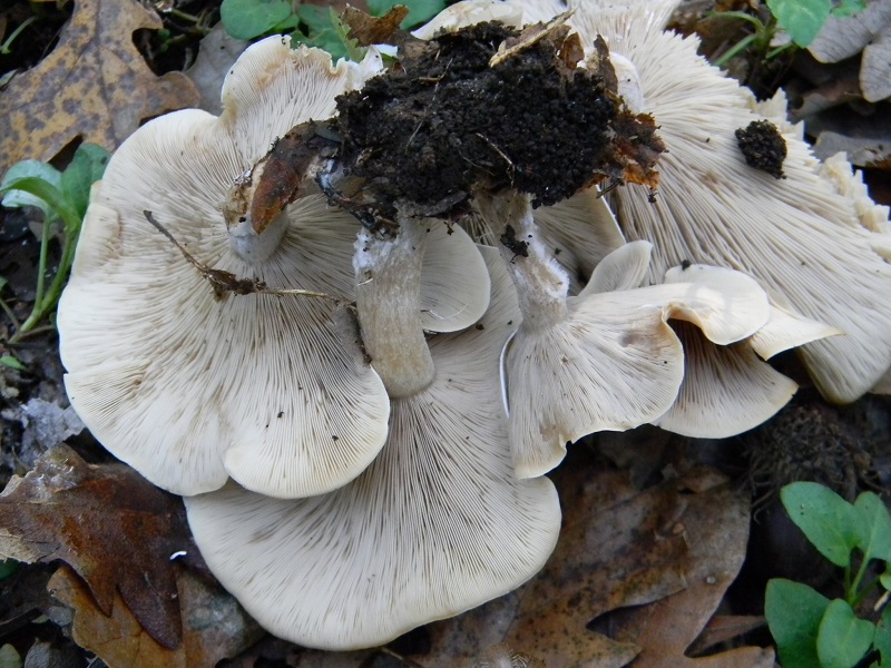 7)Fotogr.il.15.11.2016.sotto Quercia