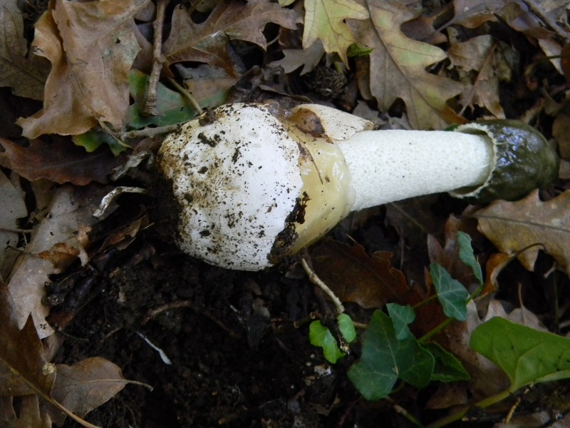 11)Fotogr.il 15.11.2016.sotto Quercia