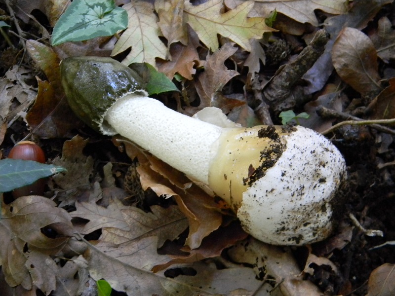 11)Fotogr.il 15.11.2016.sotto Quercia