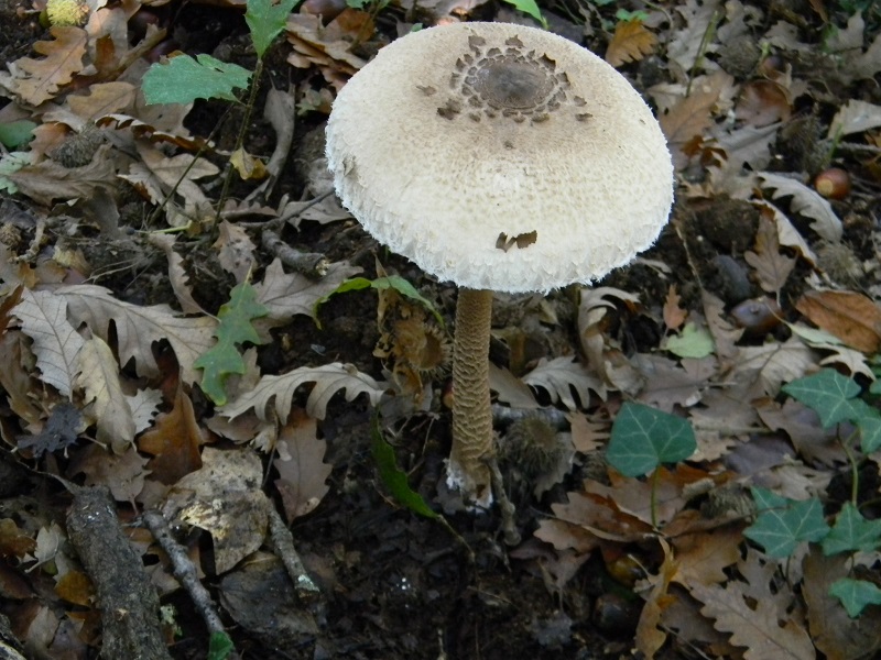 10)Fotogr.il 15.11.2016.sotto Quercia