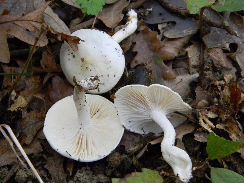 12) Fotogr.il.15.11.2016.sotto Quercia ultimo del 15.11.