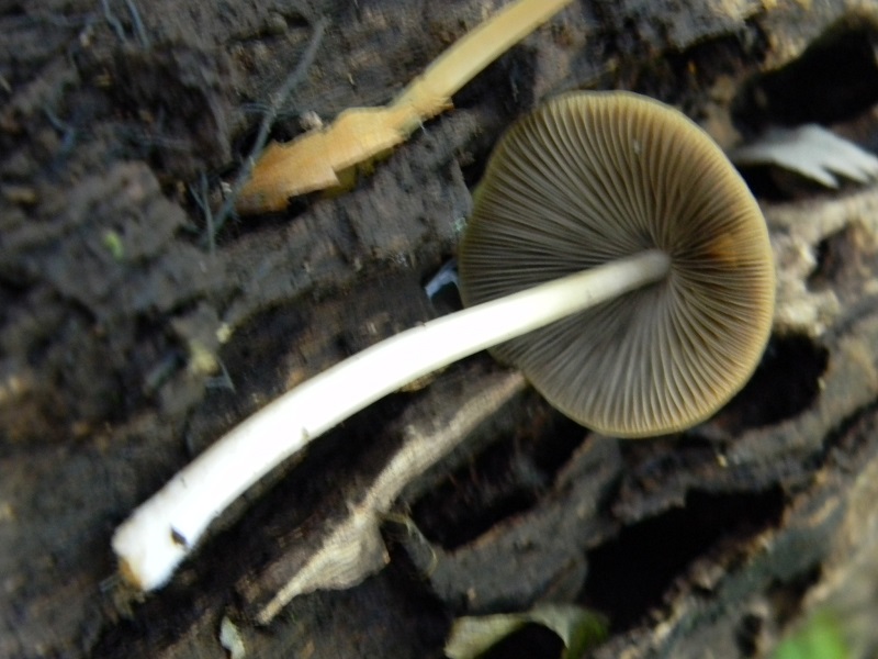 8)Fotogr.il15.11.2016.sotto Quercia lignicolo