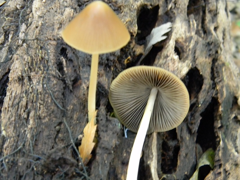 8)Fotogr.il15.11.2016.sotto Quercia lignicolo