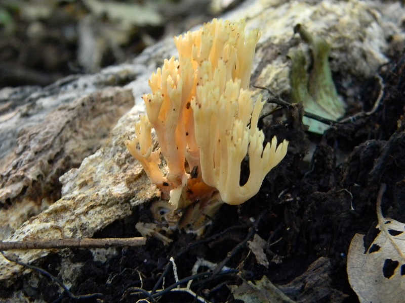 9)Fotogr.il 15.11.2016.sotto Quercia lignicolo