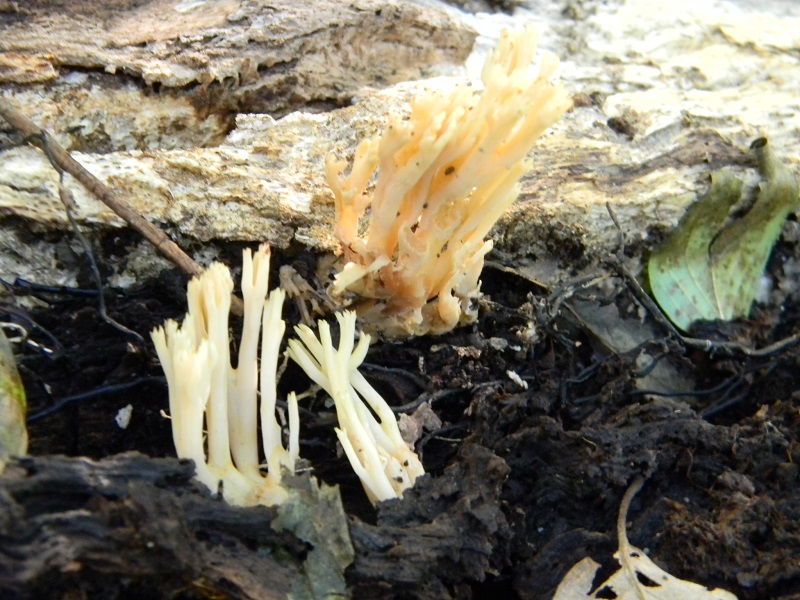 9)Fotogr.il 15.11.2016.sotto Quercia lignicolo