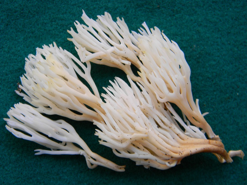 1)Fotogr.il 15.11.2016.sotto Quercia