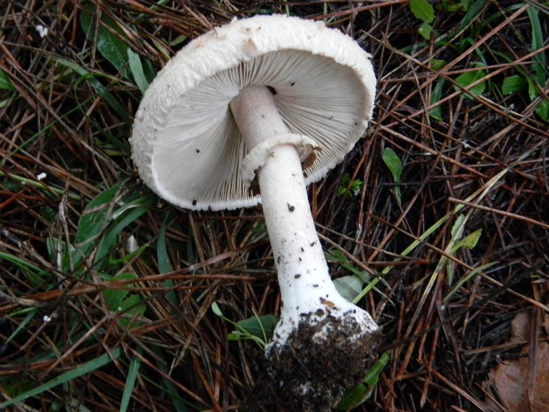 3)Fotogr.il 19.11.2016.sotto pineta marina con Leccio