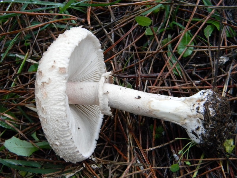 3)Fotogr.il 19.11.2016.sotto pineta marina con Leccio