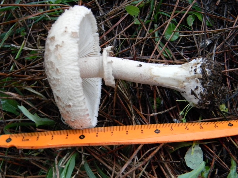 3)Fotogr.il 19.11.2016.sotto pineta marina con Leccio