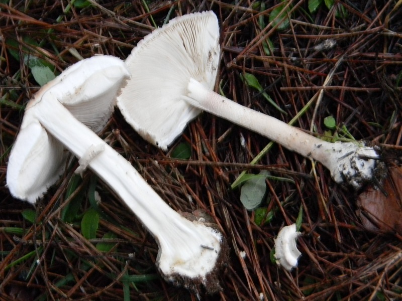 3)Fotogr.il 19.11.2016.sotto pineta marina con Leccio