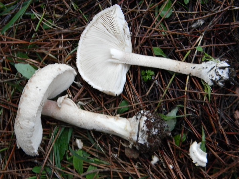 3)Fotogr.il 19.11.2016.sotto pineta marina con Leccio