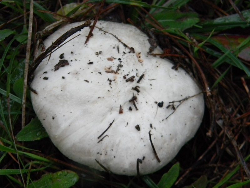 5)Fotogr.il 19.11.2016.sotto pineta marina con Leccio