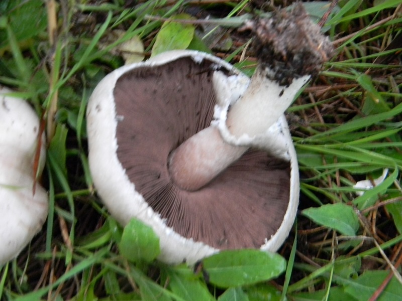 5)Fotogr.il 19.11.2016.sotto pineta marina con Leccio