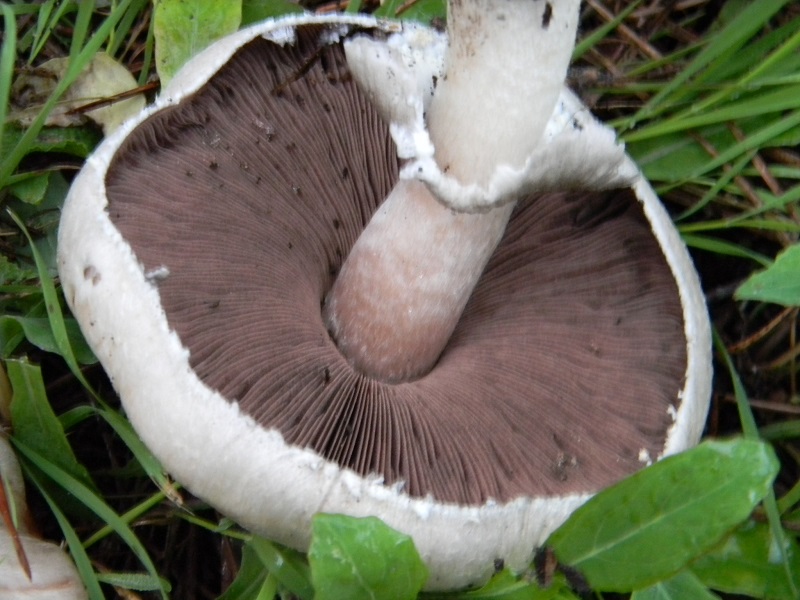 5)Fotogr.il 19.11.2016.sotto pineta marina con Leccio