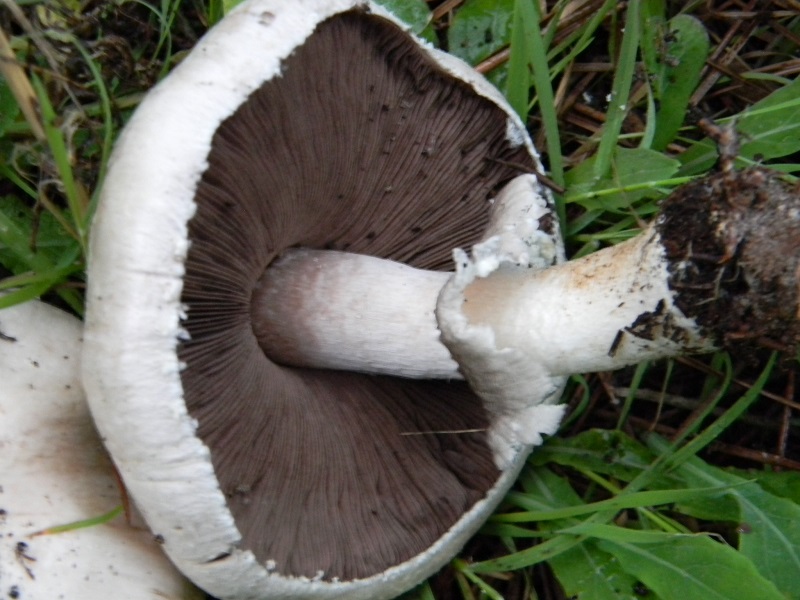 5)Fotogr.il 19.11.2016.sotto pineta marina con Leccio