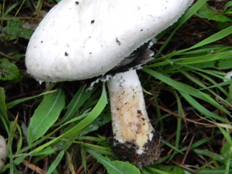 5)Fotogr.il 19.11.2016.sotto pineta marina con Leccio