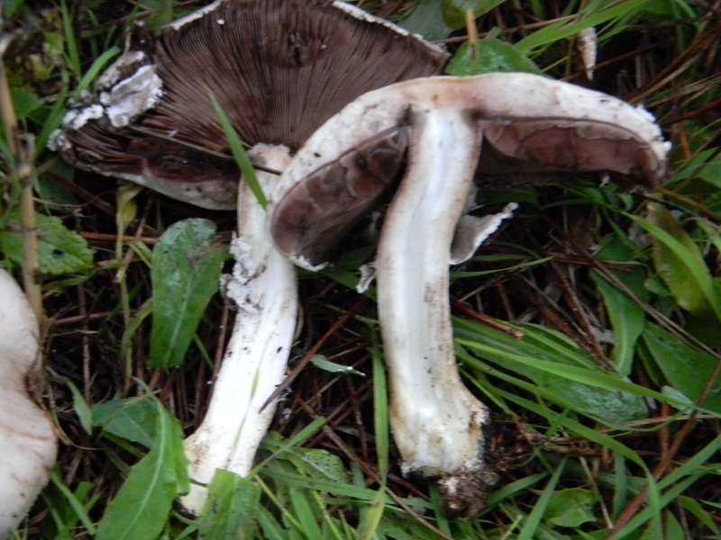 5)Fotogr.il 19.11.2016.sotto pineta marina con Leccio