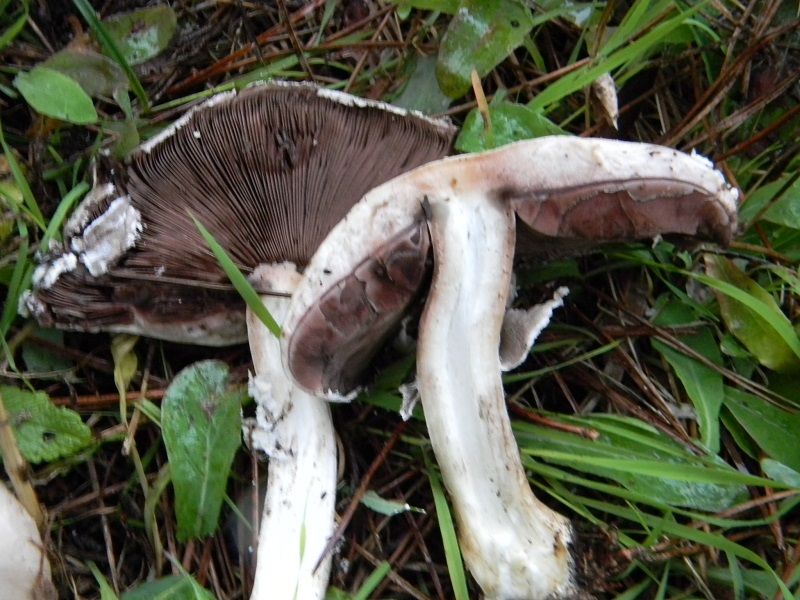 5)Fotogr.il 19.11.2016.sotto pineta marina con Leccio