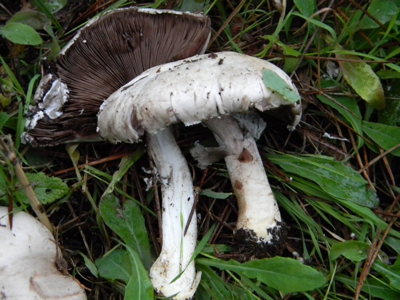 5)Fotogr.il 19.11.2016.sotto pineta marina con Leccio