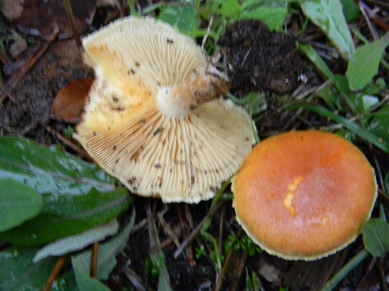 2)Fotogr.il 19.11.2016.sotto pineta marina con Leccio