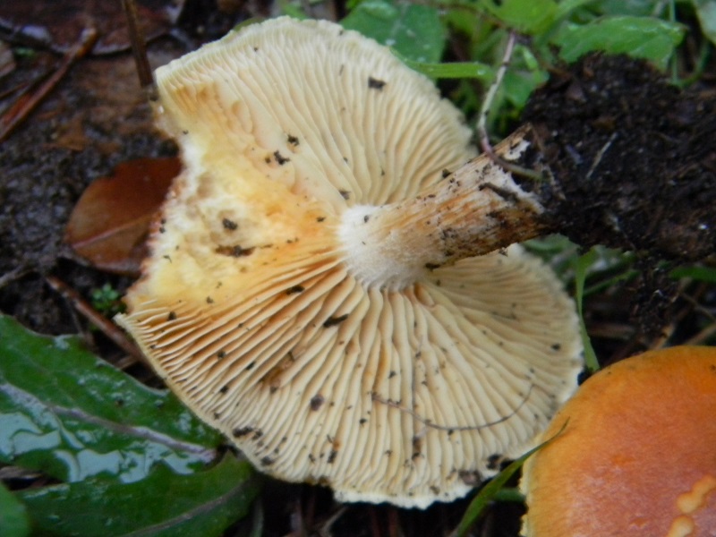 2)Fotogr.il 19.11.2016.sotto pineta marina con Leccio