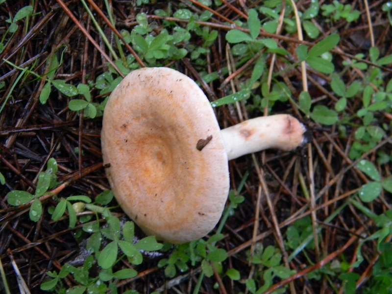 4)Fotogr.il 19.11.2016.sotto pineta marina con Leccio