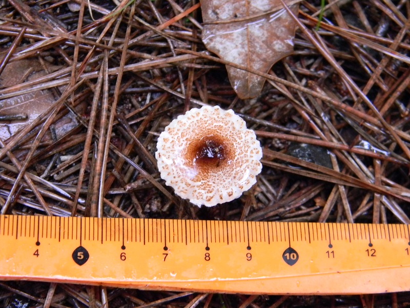 1)Fotogr.il 19.11.2016.sotto pineta marina con Leccio