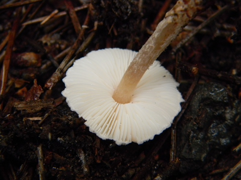 1)Fotogr.il 19.11.2016.sotto pineta marina con Leccio