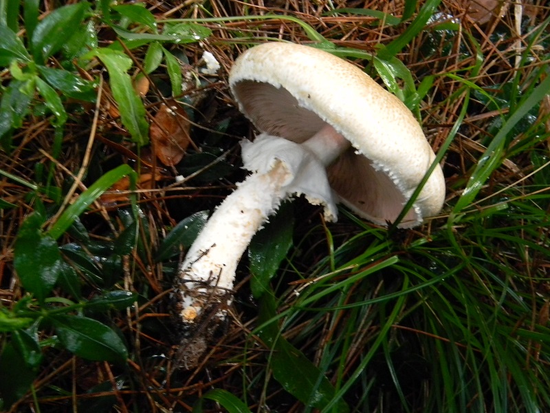 8)Fotogr.il 19.11.2016.sotto pineta marina con Leccio