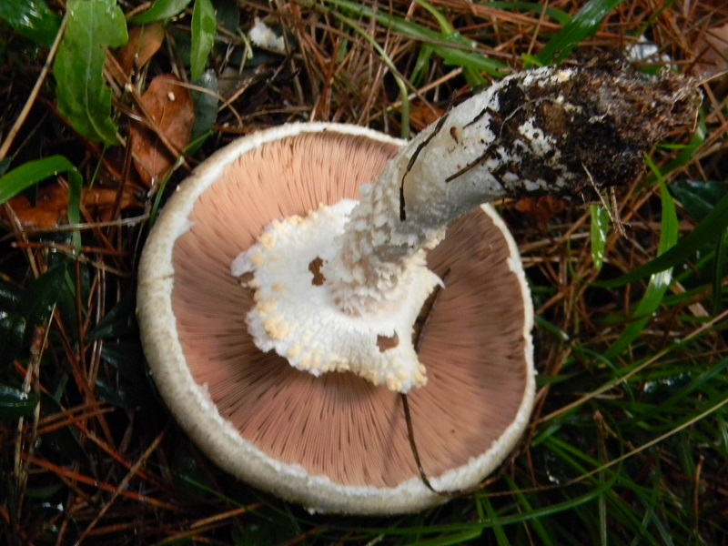 8)Fotogr.il 19.11.2016.sotto pineta marina con Leccio