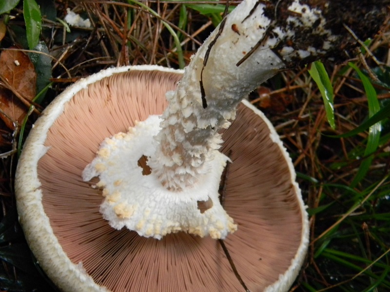 8)Fotogr.il 19.11.2016.sotto pineta marina con Leccio