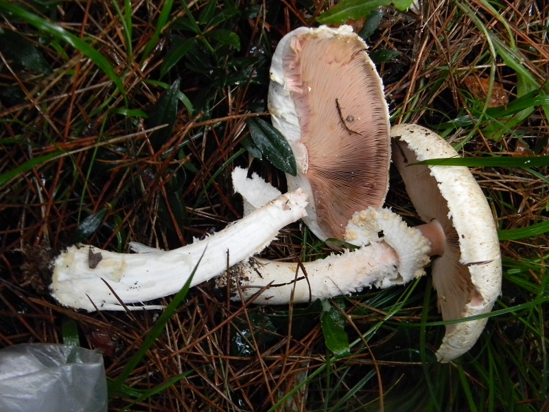 8)Fotogr.il 19.11.2016.sotto pineta marina con Leccio