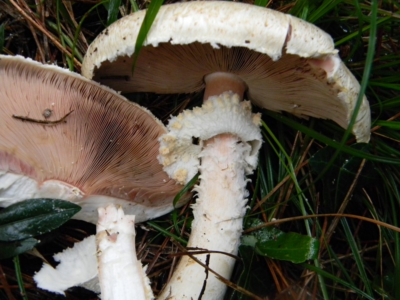 8)Fotogr.il 19.11.2016.sotto pineta marina con Leccio