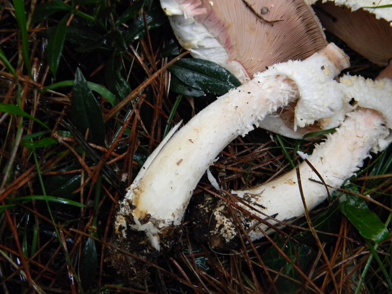 8)Fotogr.il 19.11.2016.sotto pineta marina con Leccio