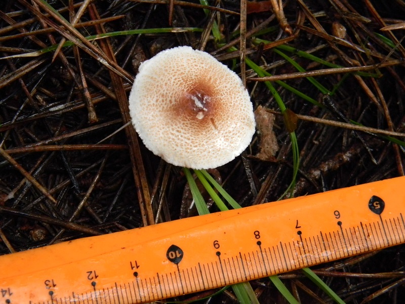 17)Fotogr.il 19.11.2016.sotto pineta marina con Leccio