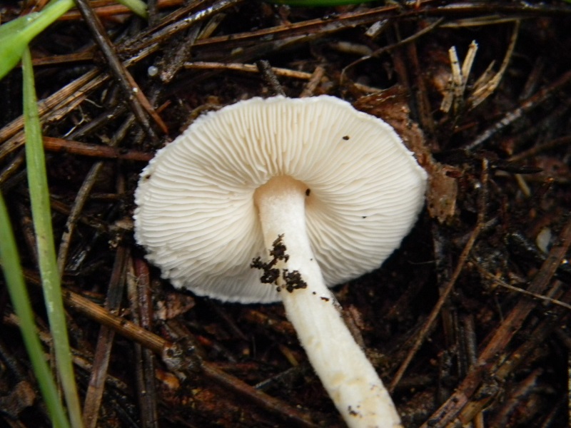 17)Fotogr.il 19.11.2016.sotto pineta marina con Leccio