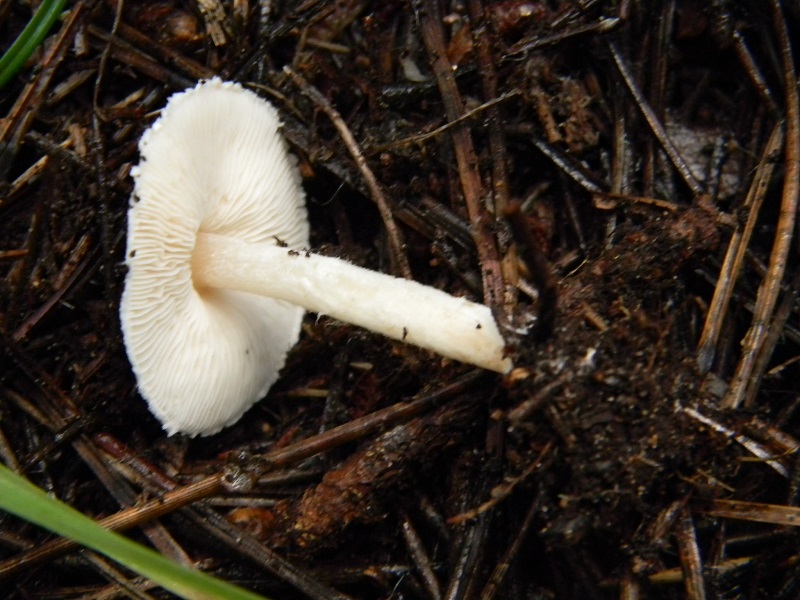 17)Fotogr.il 19.11.2016.sotto pineta marina con Leccio