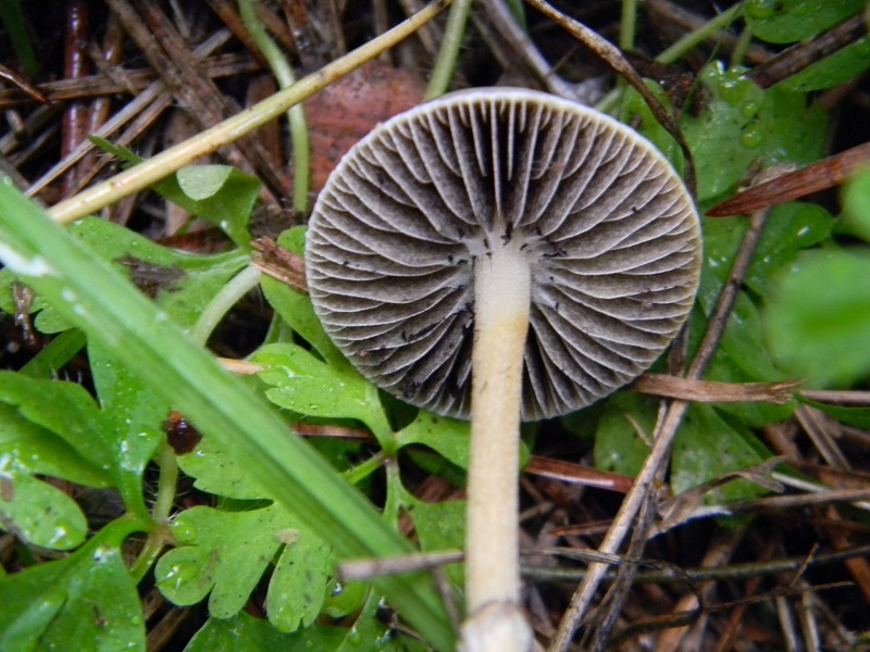 6)Fotogr.il 19.11.2016.sotto pineta marina con Leccio