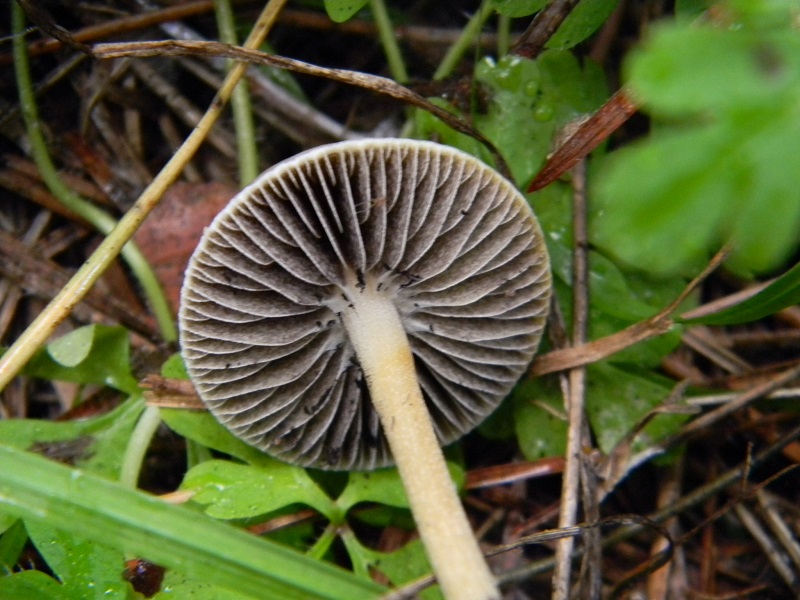 6)Fotogr.il 19.11.2016.sotto pineta marina con Leccio